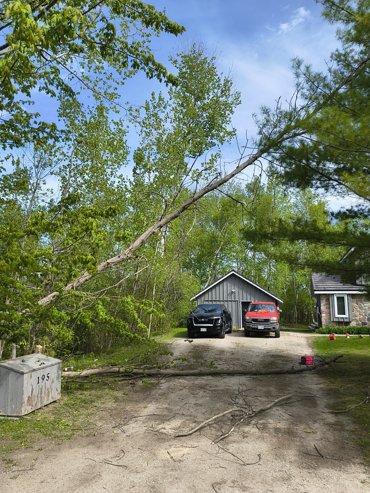 Tree job 3 before