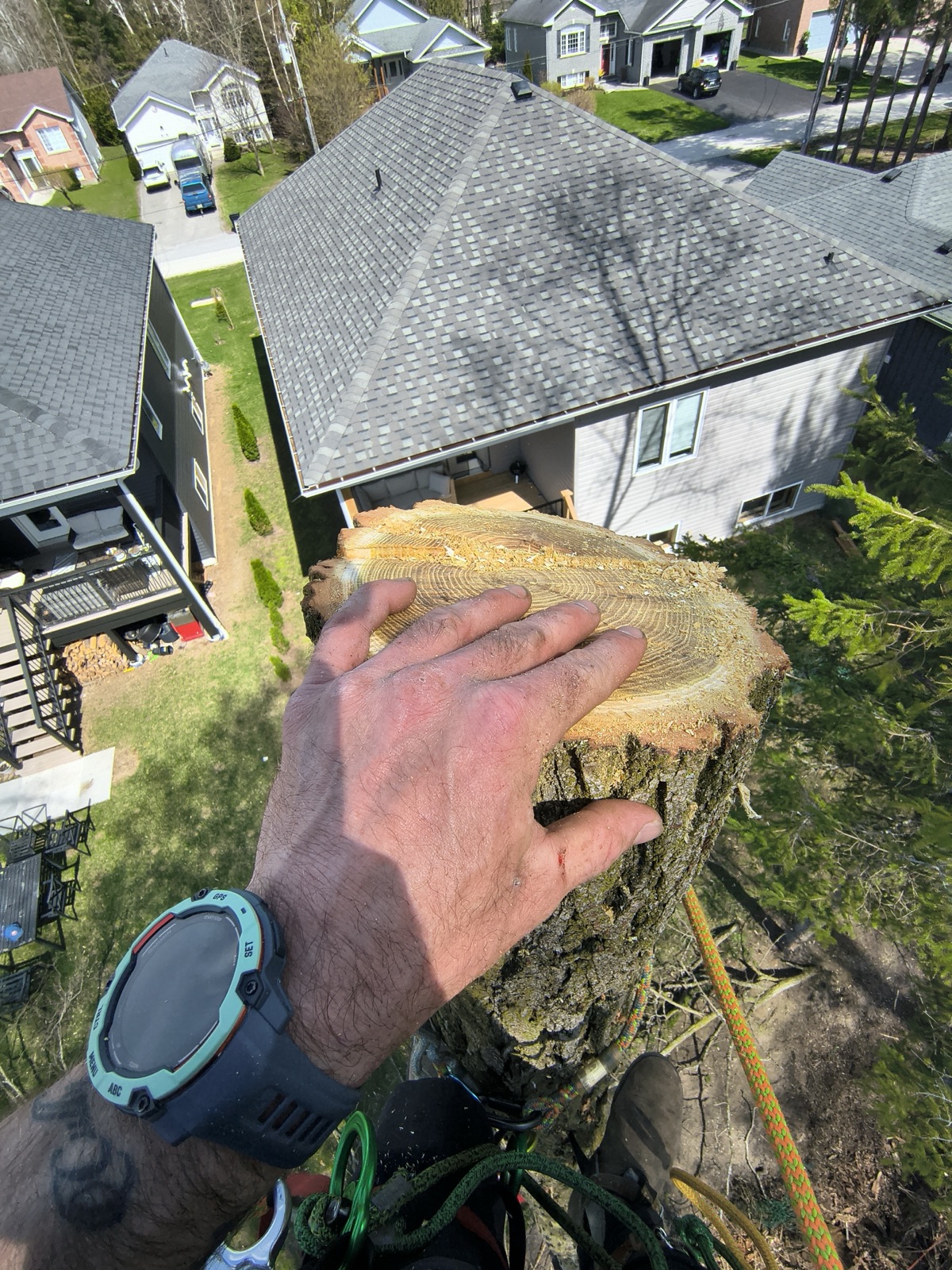 Climber POV of a top cut high in the canopy