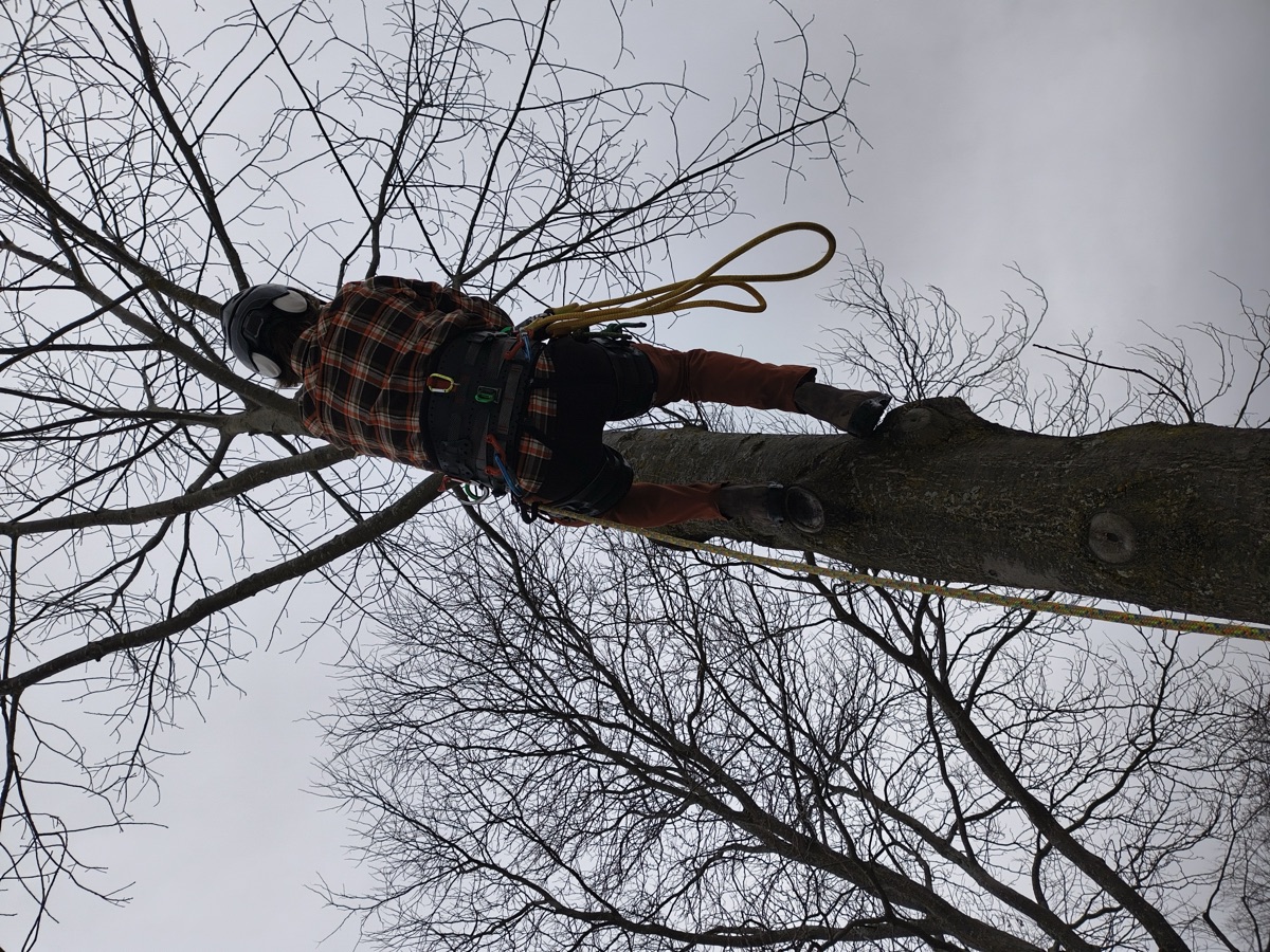 Arborist climbing and working high in a tree