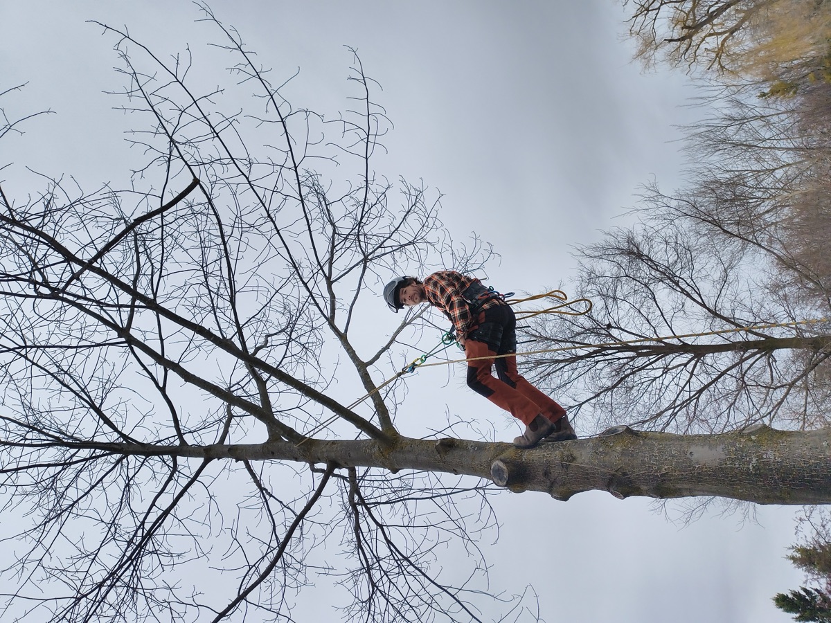 Arborist performing tree work on a large branch