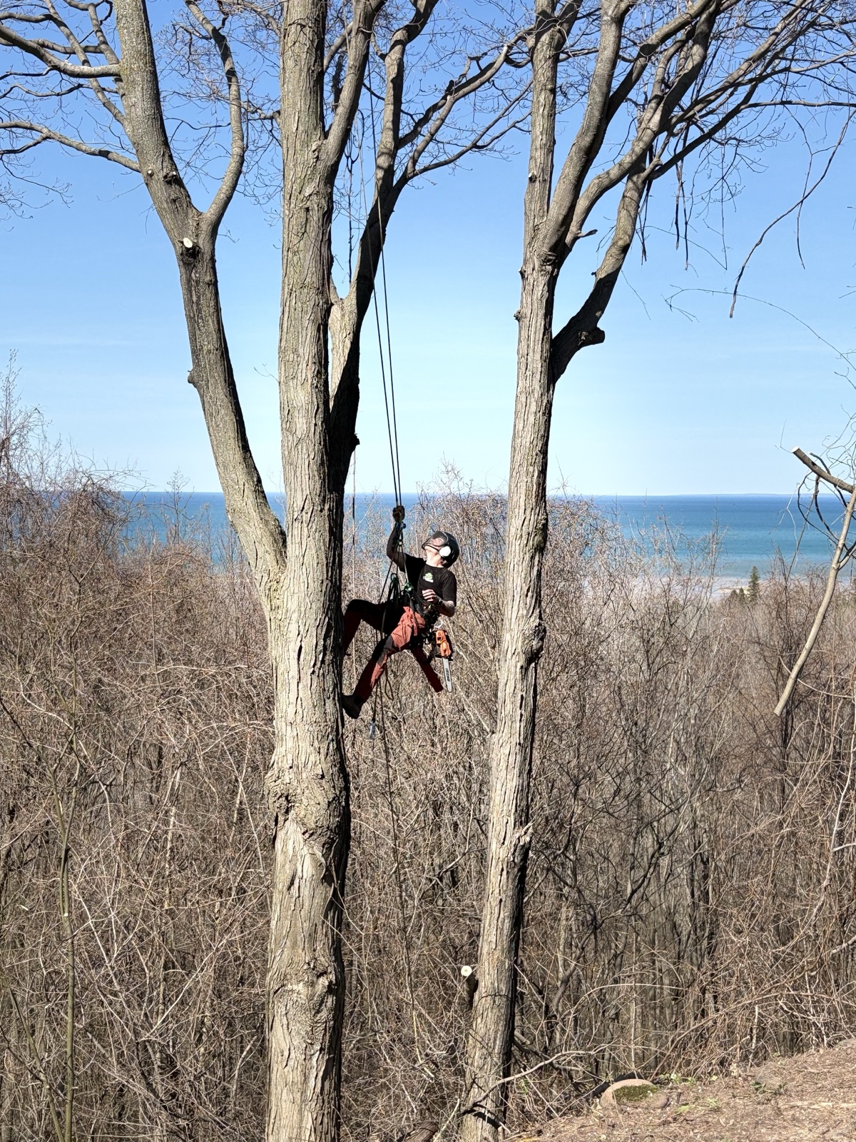 Arborist working high in a tree top