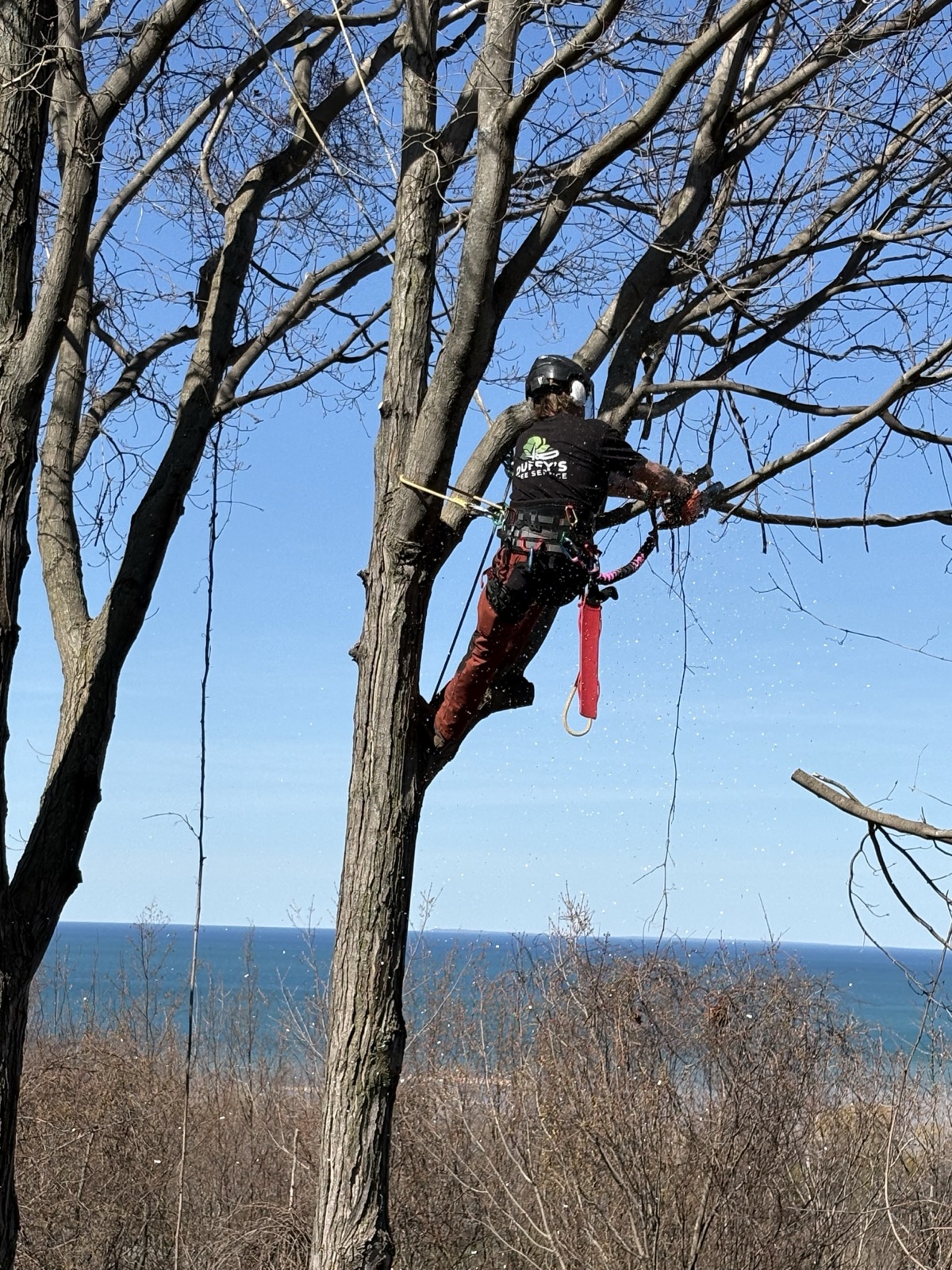 Arborist performing treetop tree work