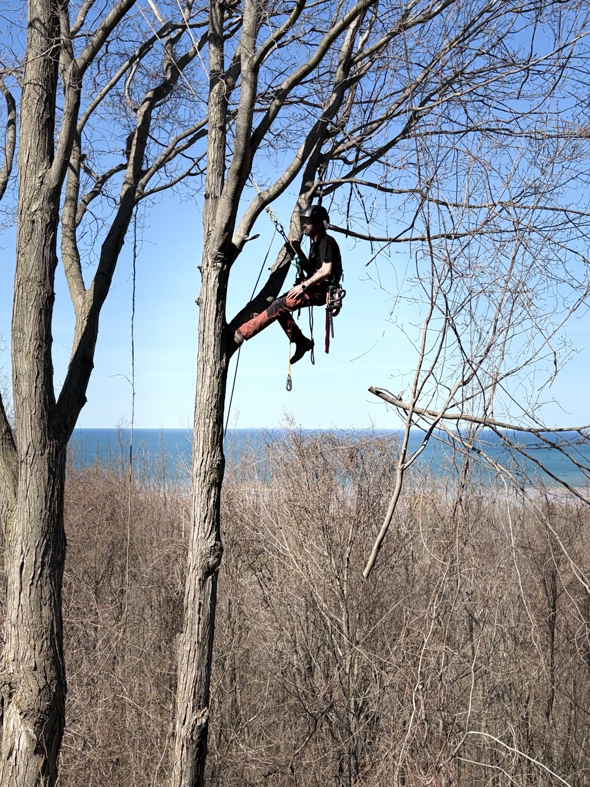 Arborist climbing and working at tree top