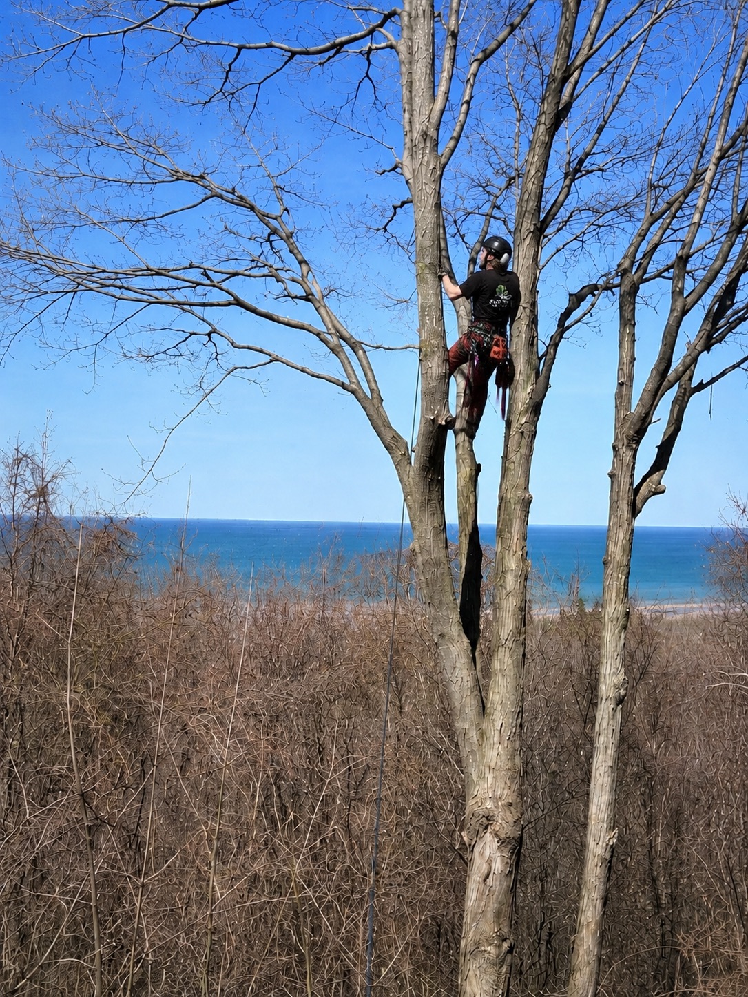 Arborist action shot high in a tree top